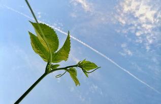 草草爱在线视频免费,免费畅享的视觉盛宴