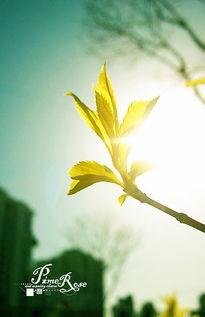 草草爱在线视频免费,免费畅享的视觉盛宴