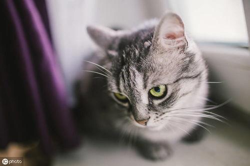 华人猫咪在线视频观看