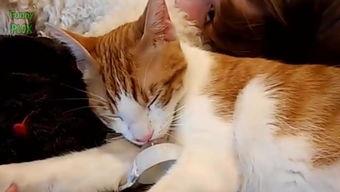 华人猫咪在线视频观看