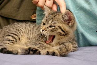 华人猫咪在线视频观看