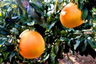 蜜柚色在线视频观看 第3张 蜜柚色在线视频观看 第3张