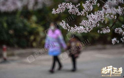 春暖花开 8在线视频,8在线视频带你领略美好时光  第2张