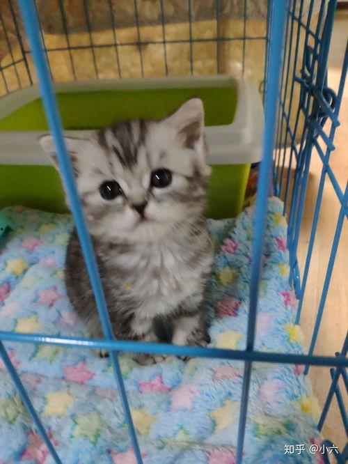 猫社写真在线视频播放,在线视频盛宴，带你领略萌宠魅力