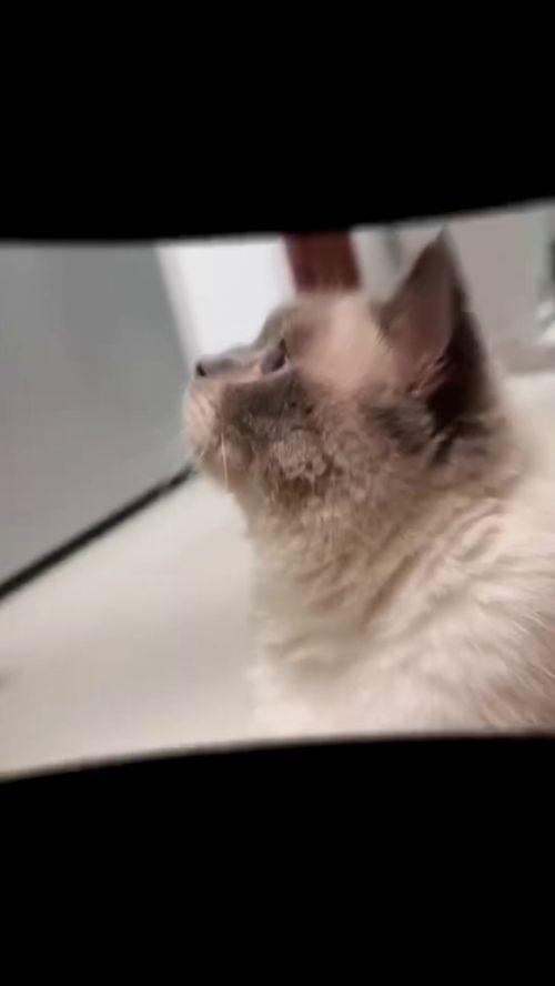 猫社写真在线视频播放,在线视频盛宴，带你领略萌宠魅力