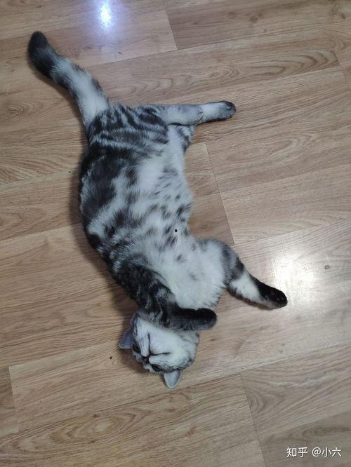 猫社写真在线视频播放,在线视频盛宴，带你领略萌宠魅力