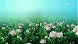 青草青青在线视频播放,在线视频播放，带你领略青春风采